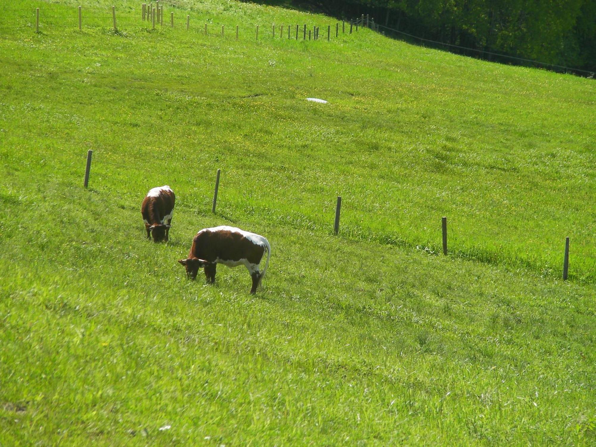 Haus Stablerkraemer Maria Alm am Steinernen Meer Buitenkant foto